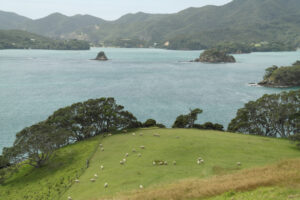 Schafe auf einer grünen Anhöhe über dem türkisfarbenen Wasser der Bay of Islands