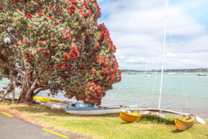 Blühender Pōhutukawa am Strand von Russell in der Bay of Islands
